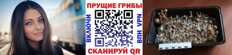 Псилоцибиновые грибы мицелий  Малоархангельск 